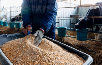 More and more safety breaches: the risks for animal feed