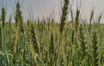 Green grain field, symbolising crops that may fall under the new EU NGT Regulation