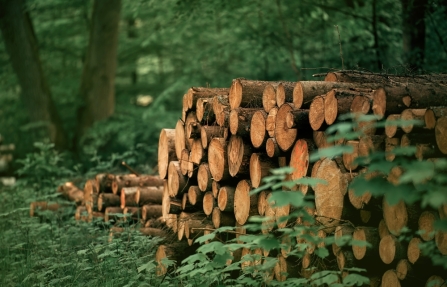Whitepaper: EU Deforestation Regulation