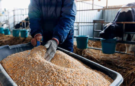 More and more safety breaches: the risks for animal feed