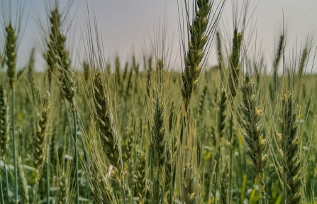 Champ de céréales vert, symbole des cultures susceptibles de relever du nouveau règlement européen NGT