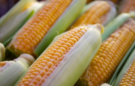 Close-up of maize cobs