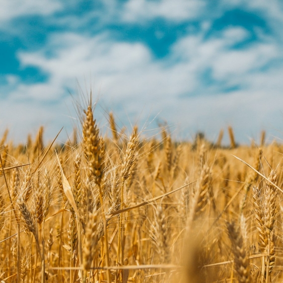 Wheat field with ripe ears, one of the cereals containing gluten